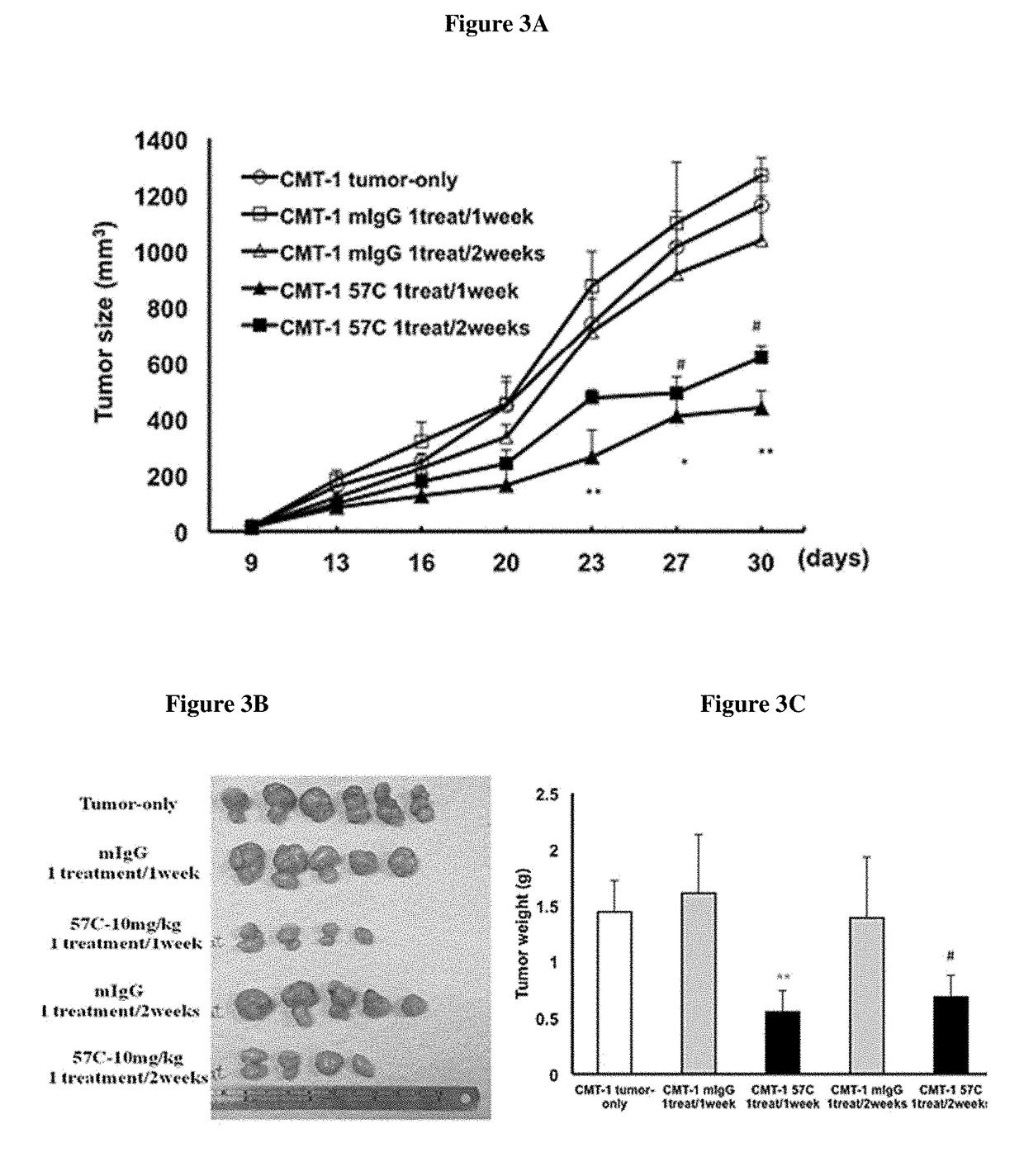 Antibodies which specifically bind to canine vascular endothelial growth factor and uses thereof