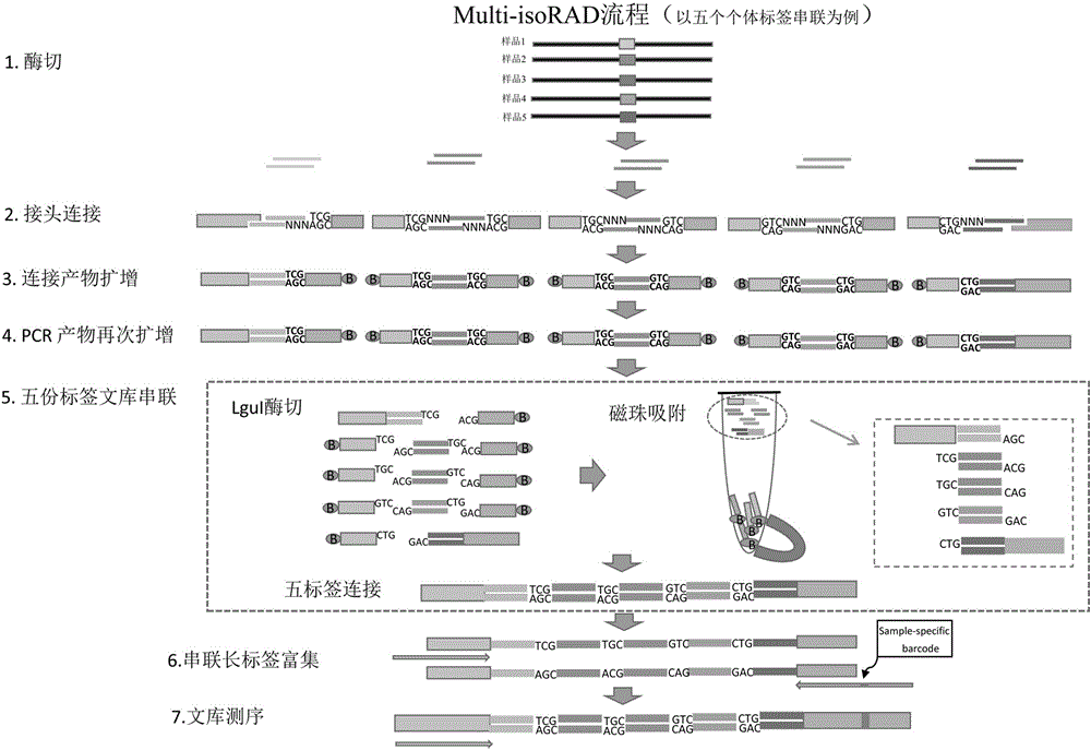 Method for constructing series connection RAD [restriction-site-associated DNA (deoxyribonucleic acid)] tag sequencing libraries
