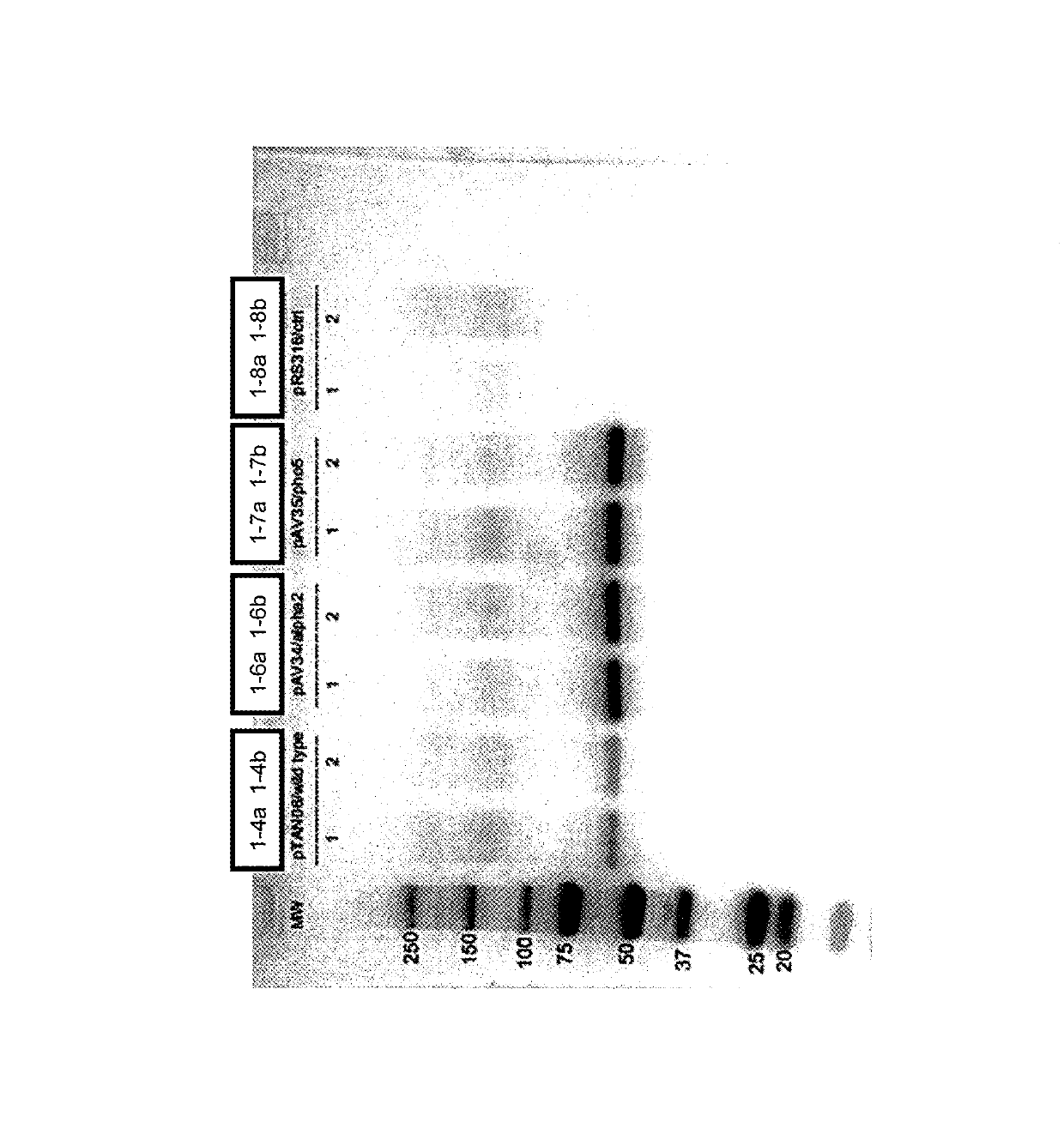 Modified glucoamylase enzymes and yeast strains having enhanced bioproduct production