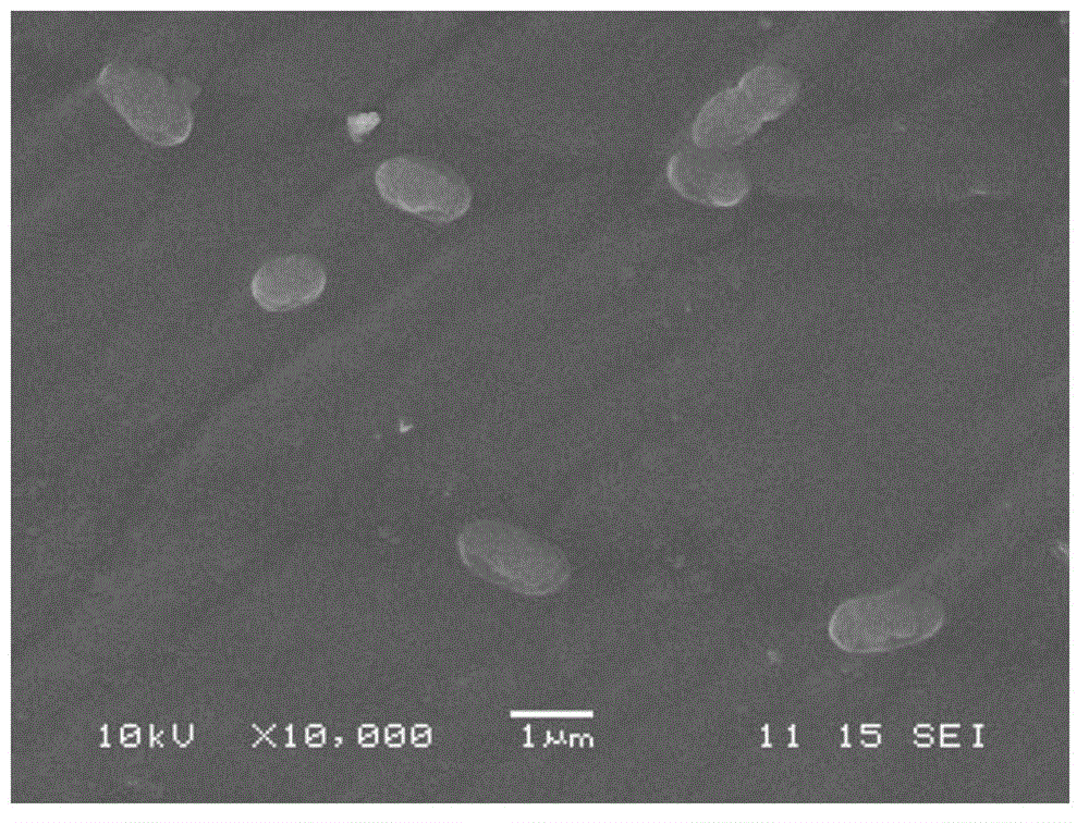 Quinclorac degrading bacteria and application thereof