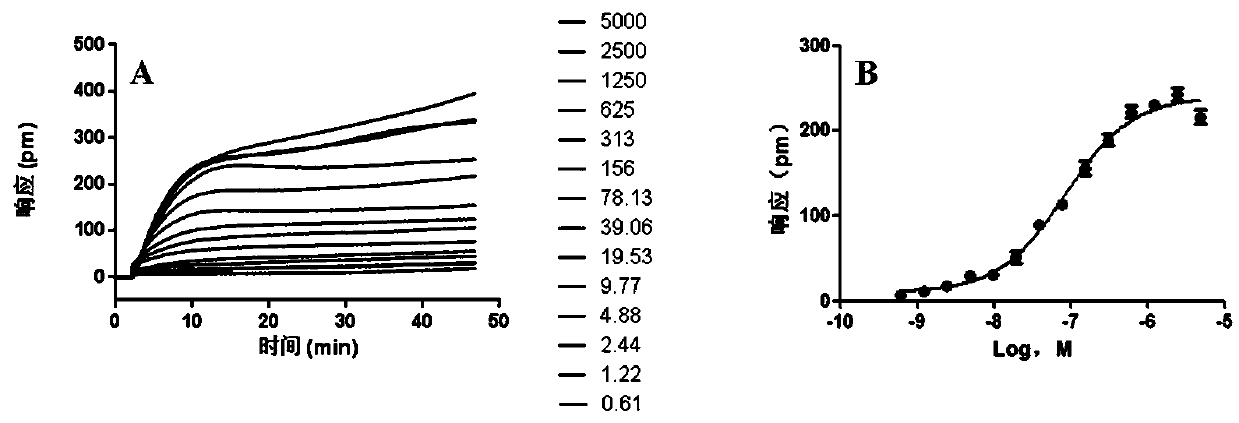 Cell screening model of label-free muscarinic receptor M4