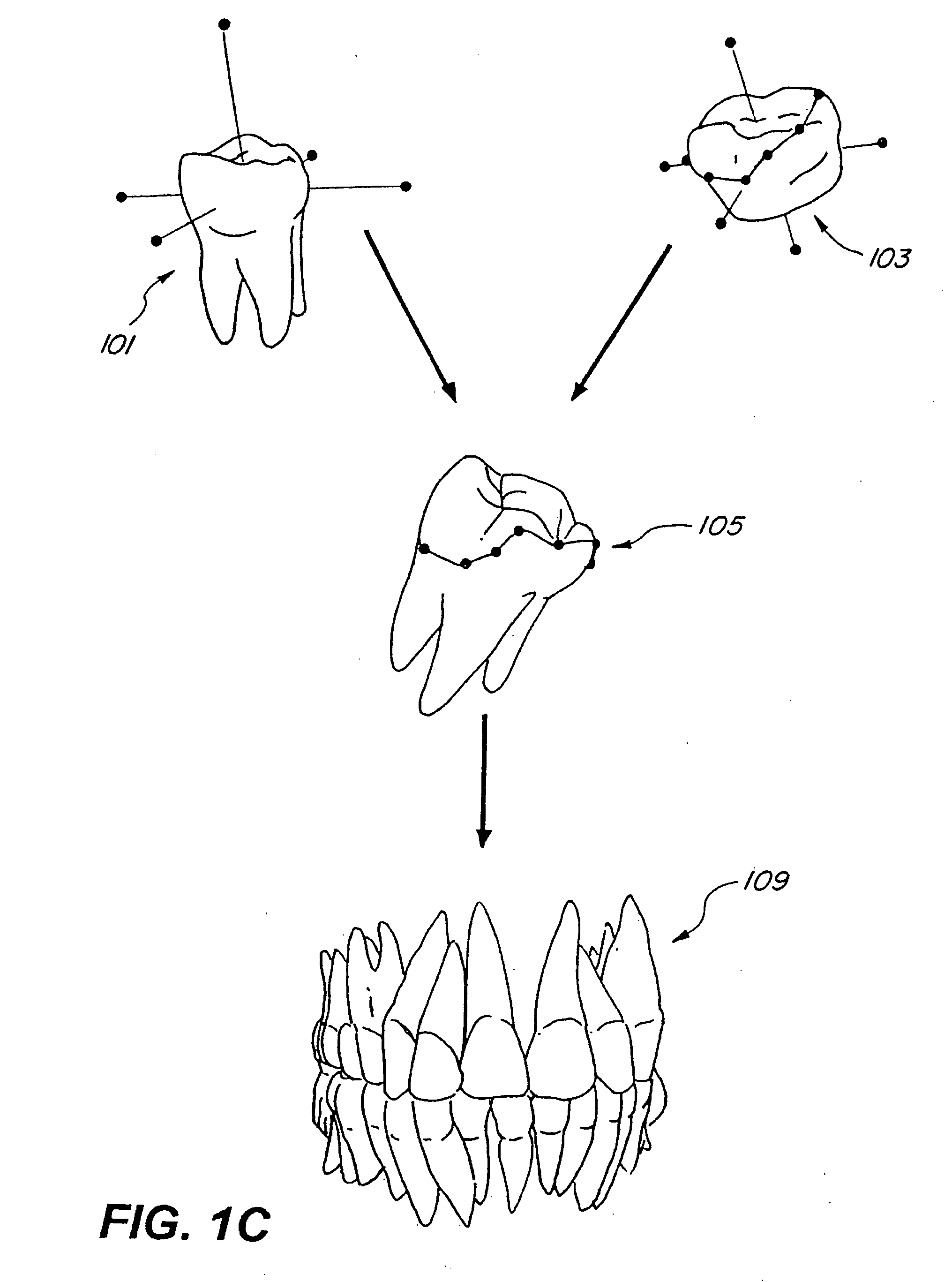 System and method for automatic construction of realistic looking tooth roots
