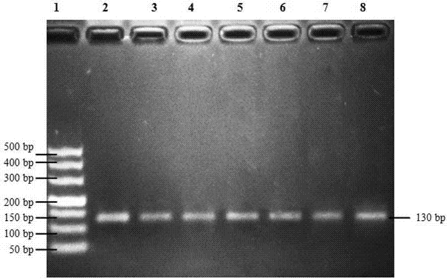 Method for detecting single nucleotide polymorphisms of cattle 17HSDB8 gene