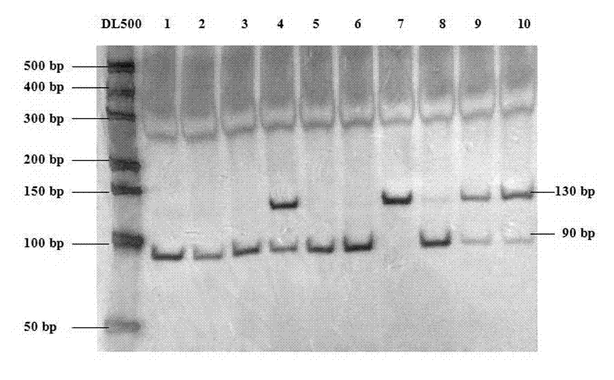 Method for detecting single nucleotide polymorphisms of cattle 17HSDB8 gene