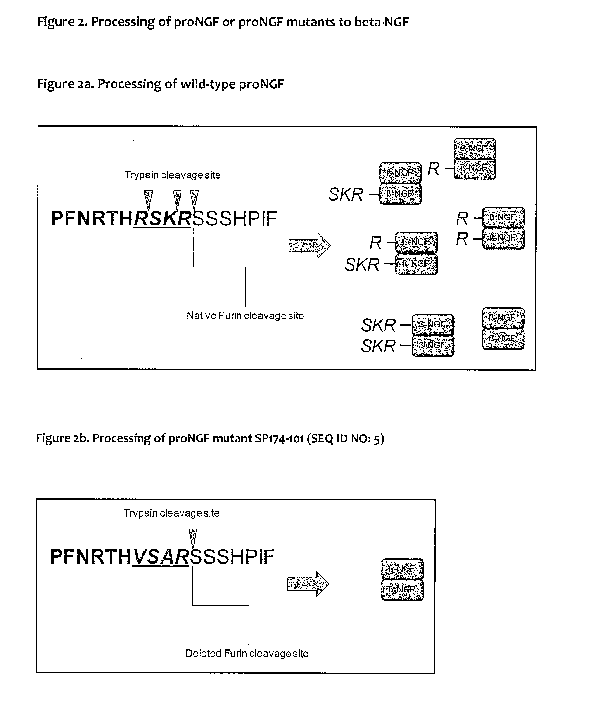 Novel prongf mutants and uses thereof in the production of beta-ngf