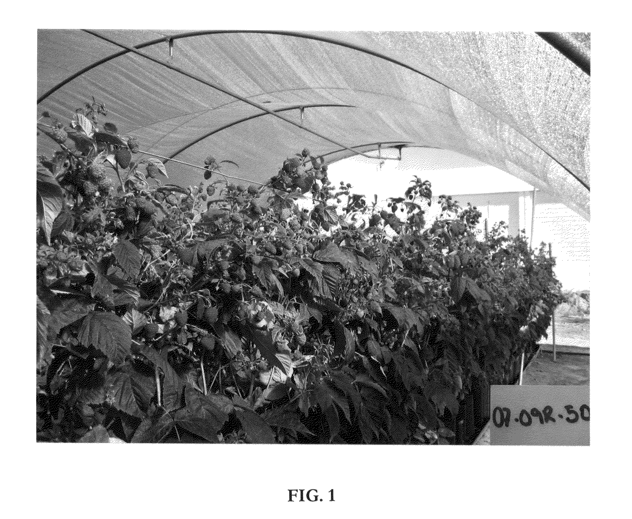 Raspberry plant named ‘Adelita’