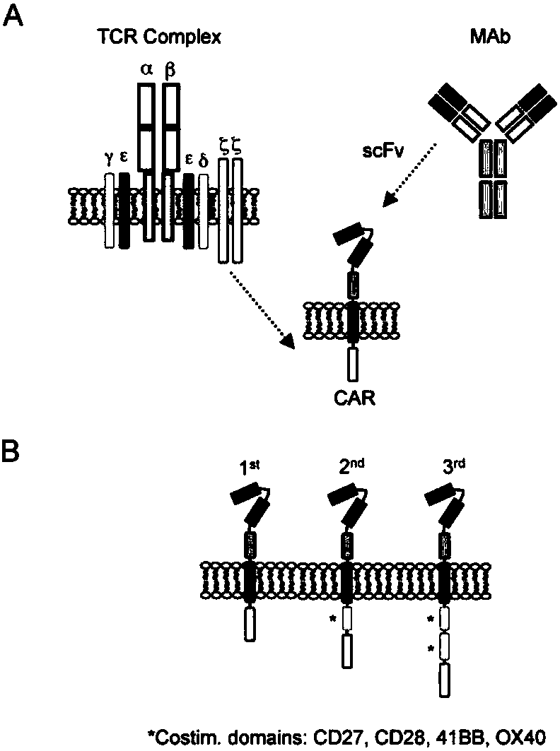 CAR-T vector capable of targeting Her2 and blocking PD-L1 to reduce tumor immune escape and construction method and use thereof