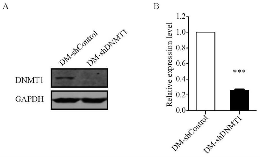 Application of dnmt1 protein inhibitor in the preparation of drugs for reversing the drug resistance of mtx-resistant tumor cells