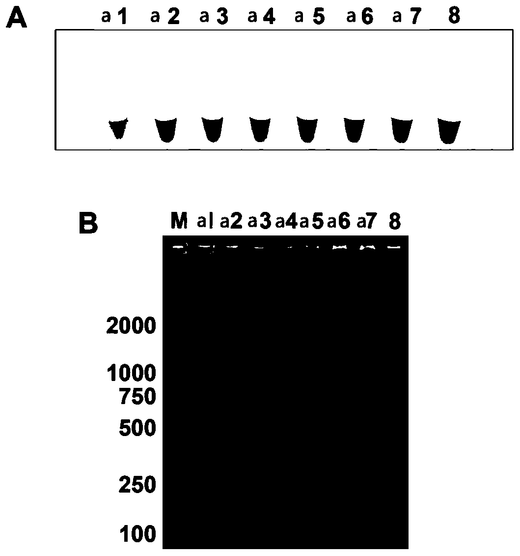 LAMP primer for rapidly detecting apple brown spot bacteria, and detection method and kit thereof