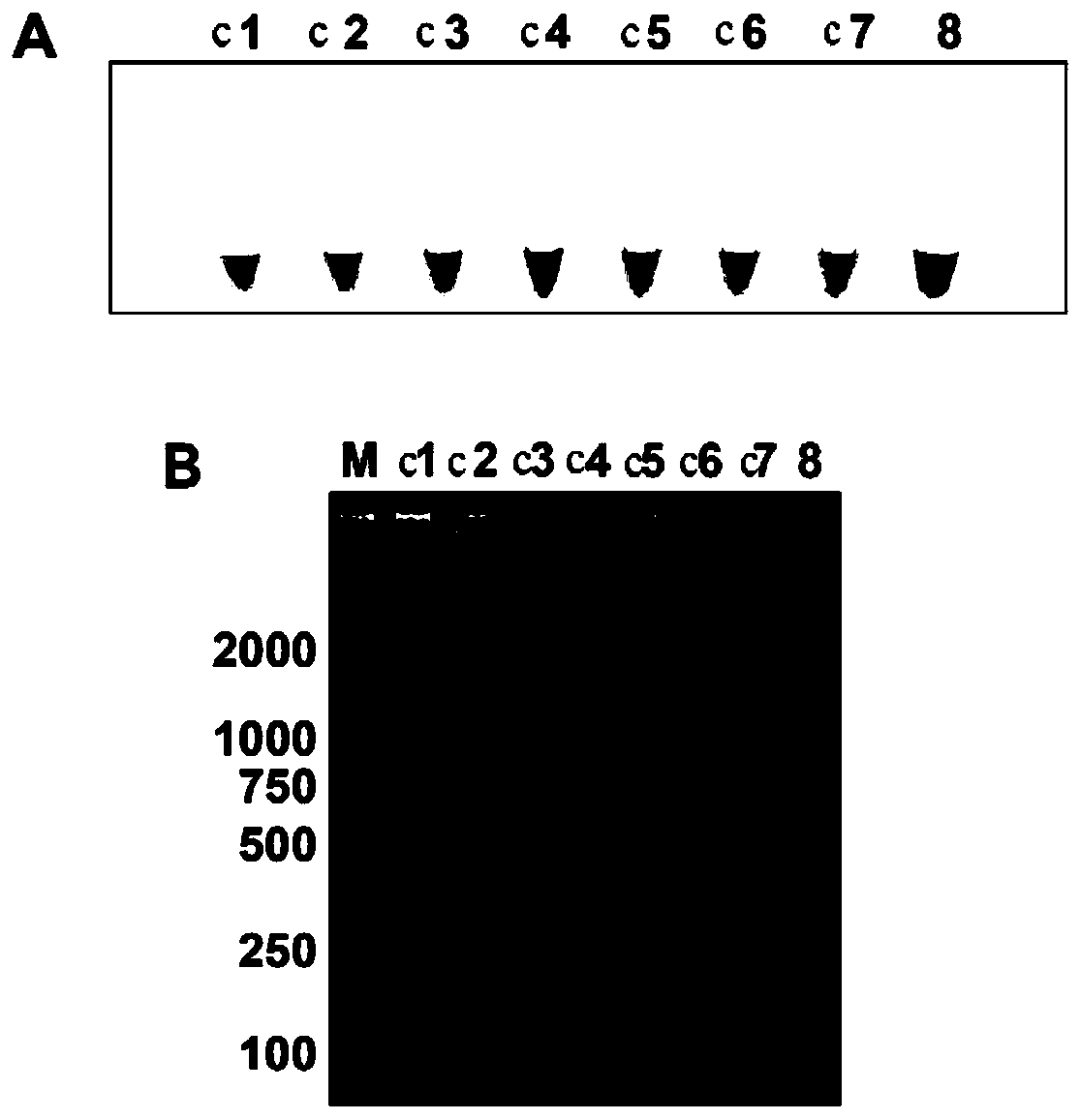 LAMP primer for rapidly detecting apple brown spot bacteria, and detection method and kit thereof