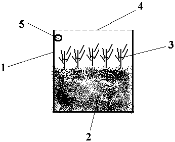 A kind of method of lacewing control facility vegetable bemisia tabaci