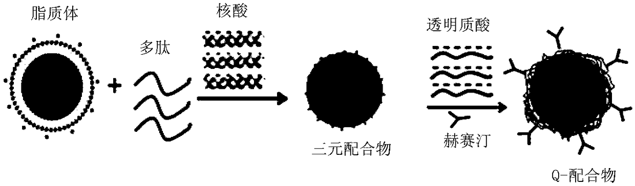 Antibody, polypeptide and nucleic acid combined treatment targeting carrier as well as preparation method and application thereof