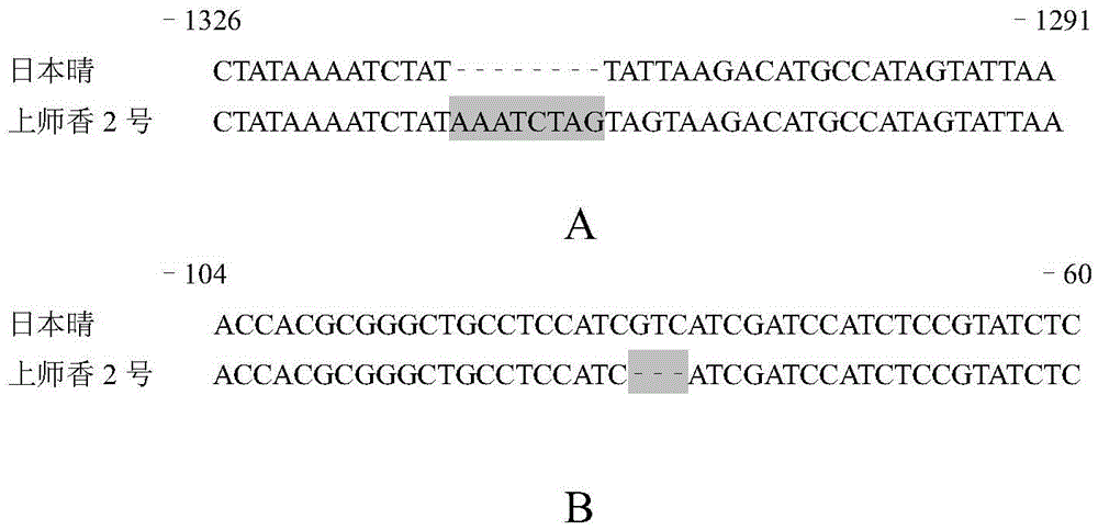 A rice betaine aldehyde dehydrogenase 2 fragrance gene, primers for molecular markers and screening method