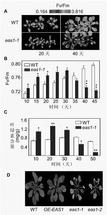 Application of At1g52340 gene of arabidopsis in control over plant leaf ageing