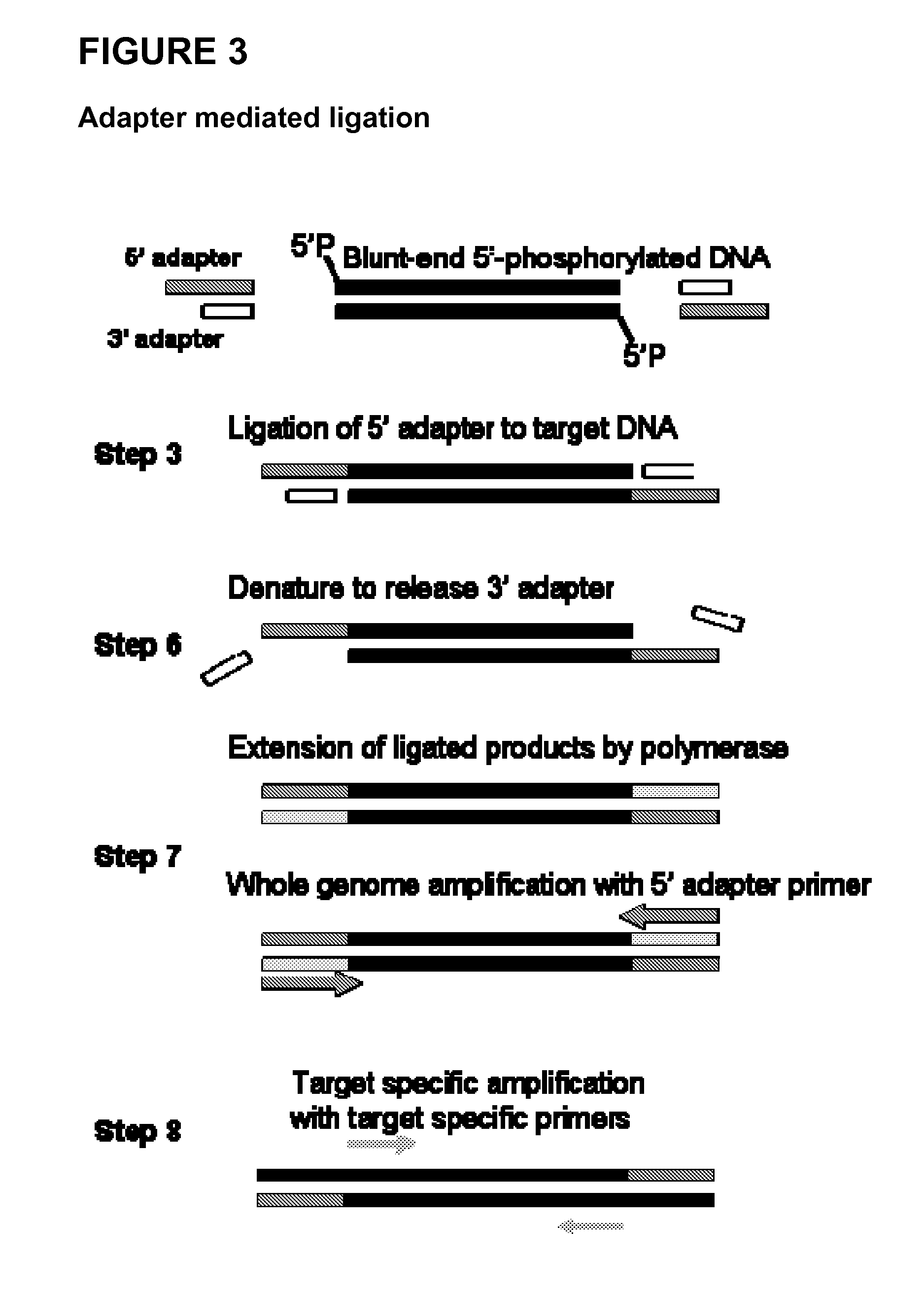 Methods and compositions for the extraction and amplification of nucleic acid from a sample
