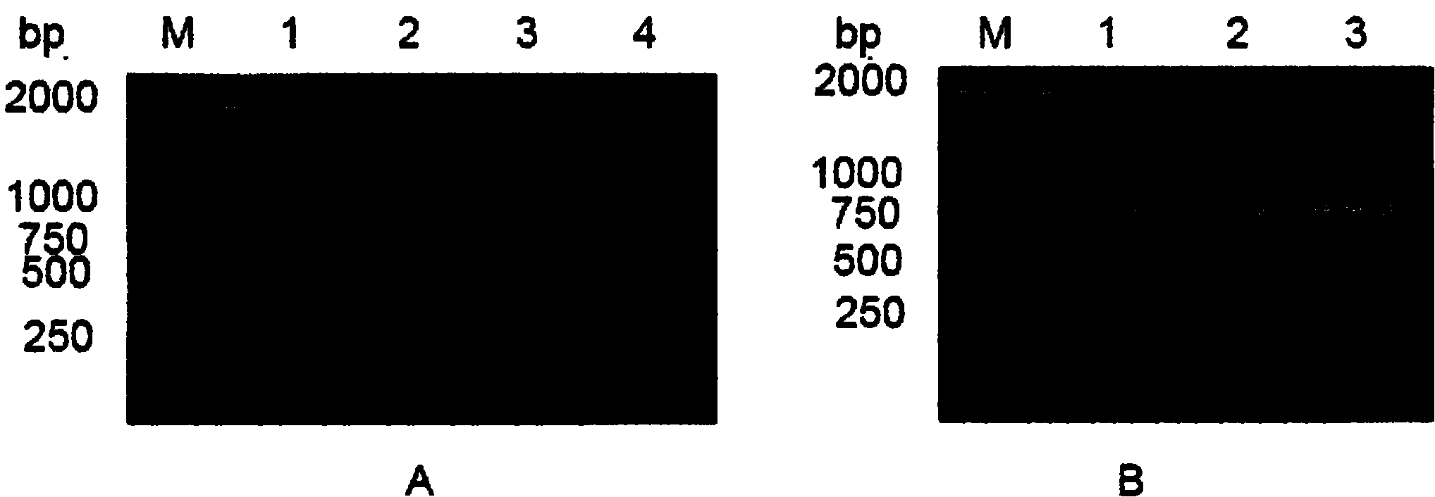 Anti-epidemic growth factor receptor (EGFR) humanized antibody L1-H3 and coded gene and application thereof