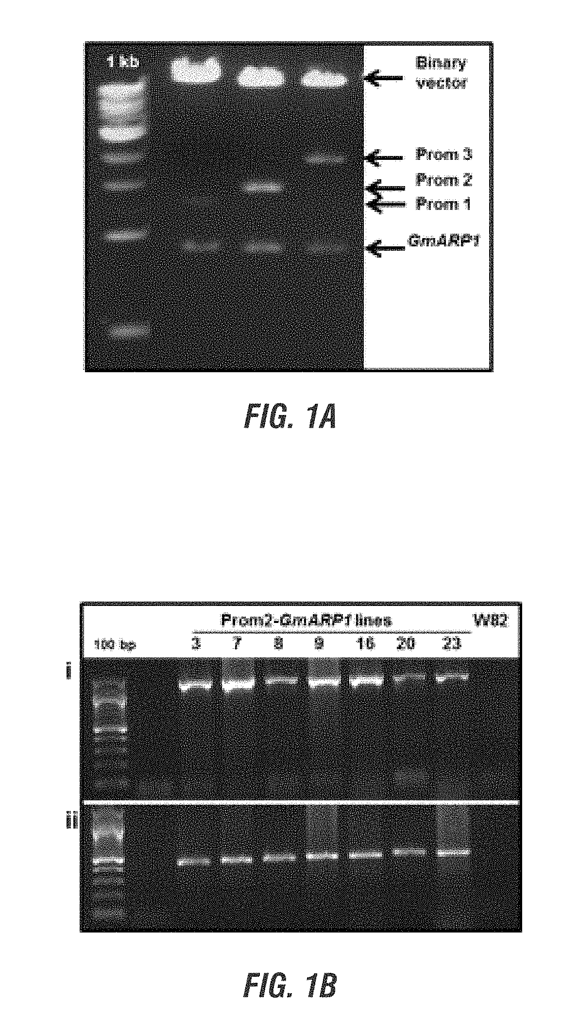 Glycine max resistance gene(s) and use thereof to engineer plants with broad-spectrum resistance to fungal pathogens and pests