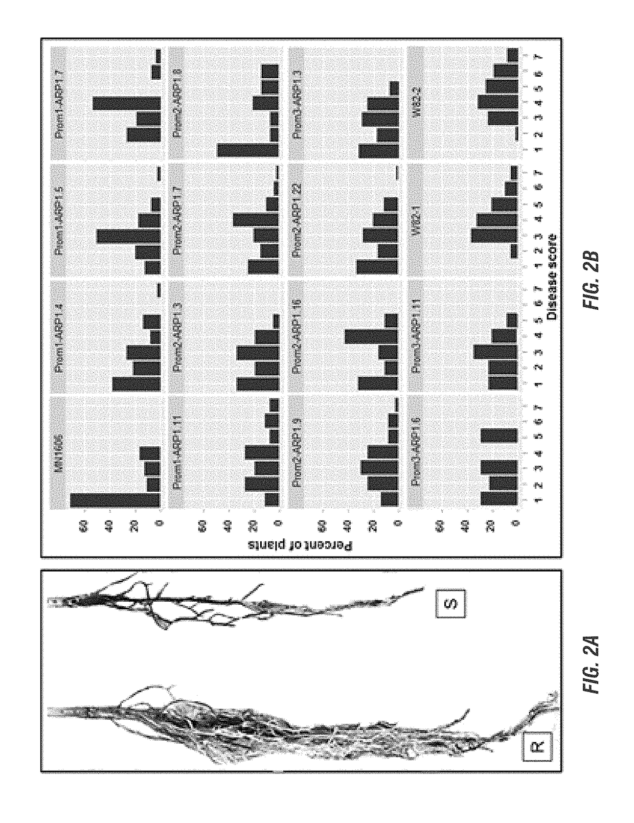 Glycine max resistance gene(s) and use thereof to engineer plants with broad-spectrum resistance to fungal pathogens and pests