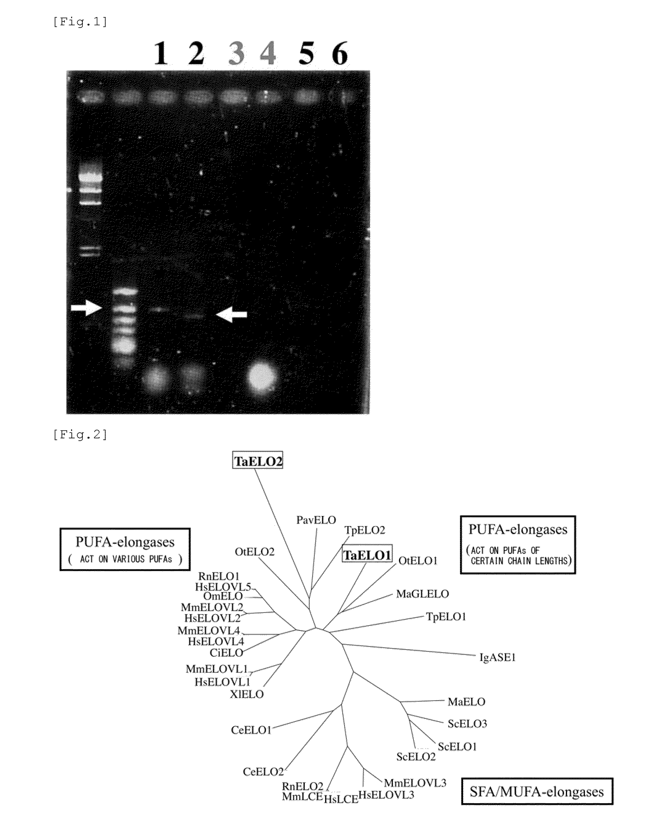 Method for transformation of stramenopile