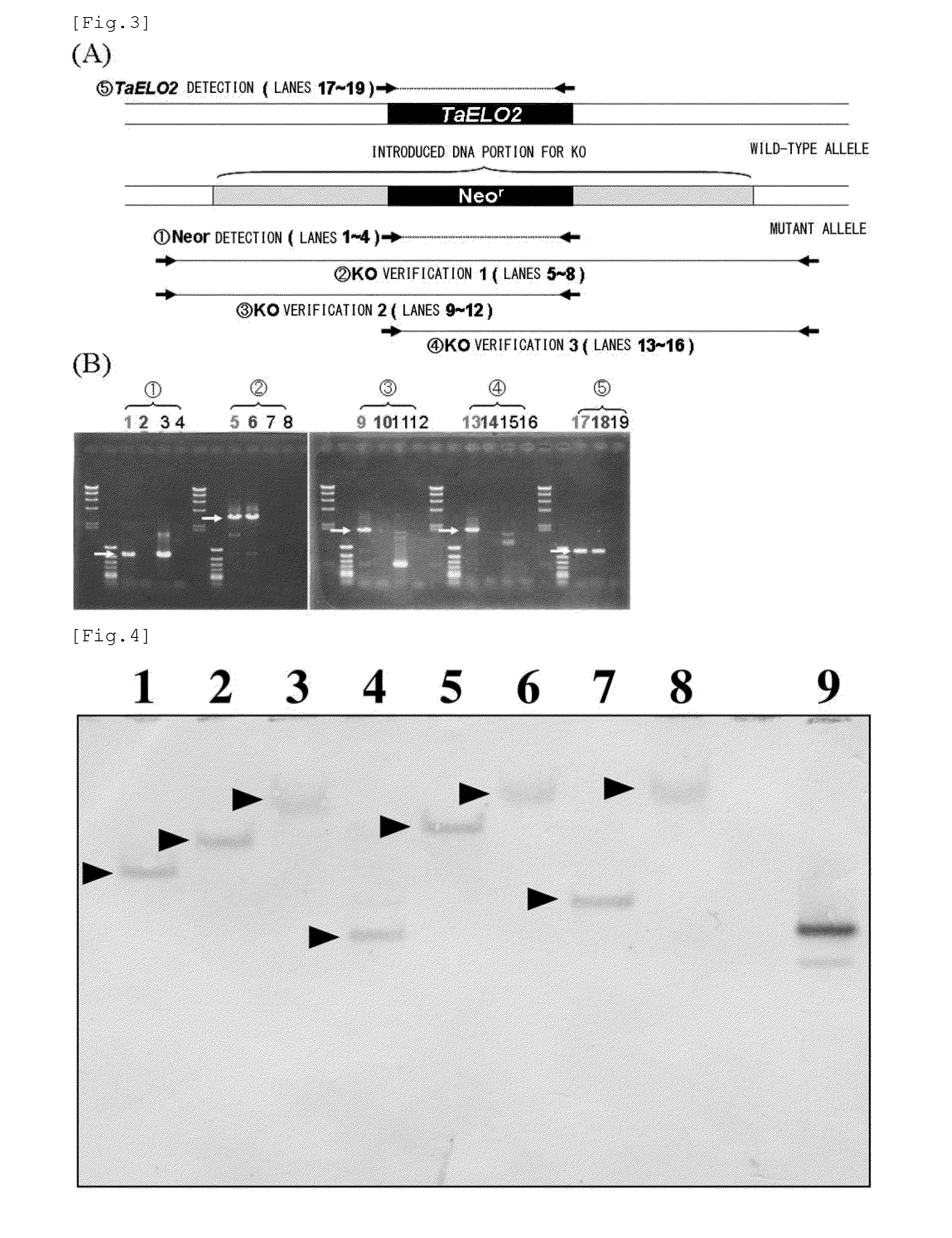 Method for transformation of stramenopile