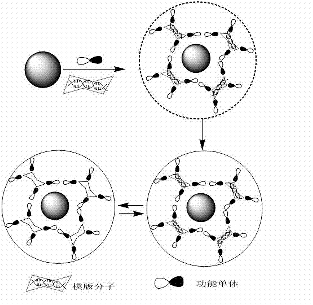 Preparation method and application of microwave-assisted synthesized chlorine-element-doped surface molecular imprinting photocatalyst