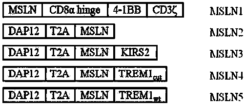 Chimeric antigen receptor carrying truncated or non-truncated myeloid cell triggered receptor signal structure