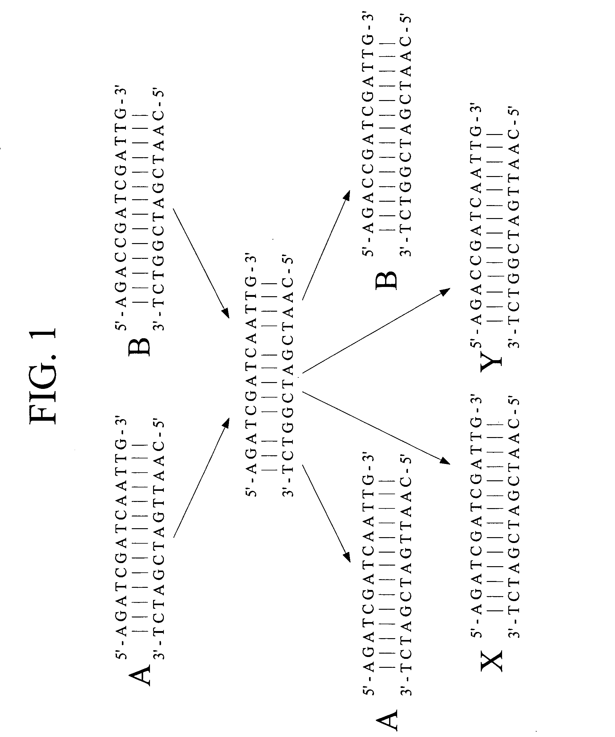 Method of increasing complementarity in a heteroduplex