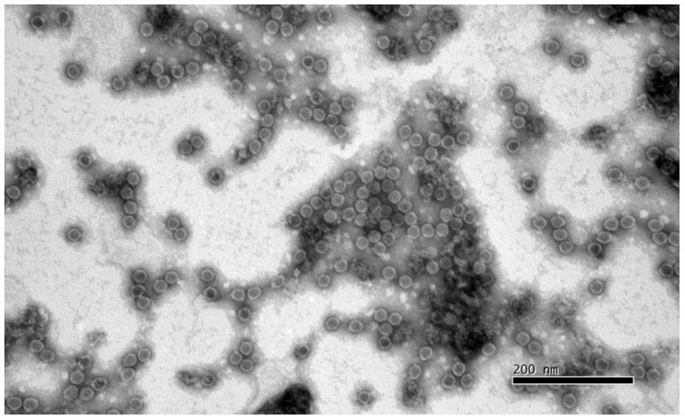 A combined vaccine against hand, foot and mouth disease