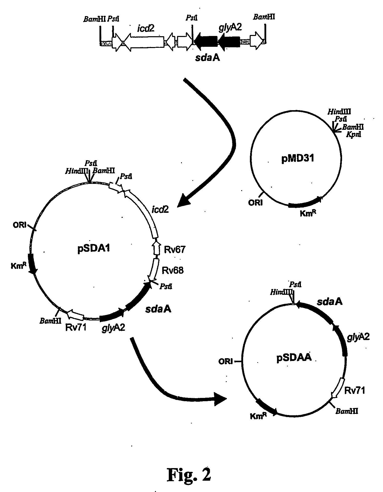 Tuberculosis Vaccines Including Recombinant BCG Strains Expressing Alanine Dehydrogenase, Serine Dehydratase and/or Glutamine Synthetase