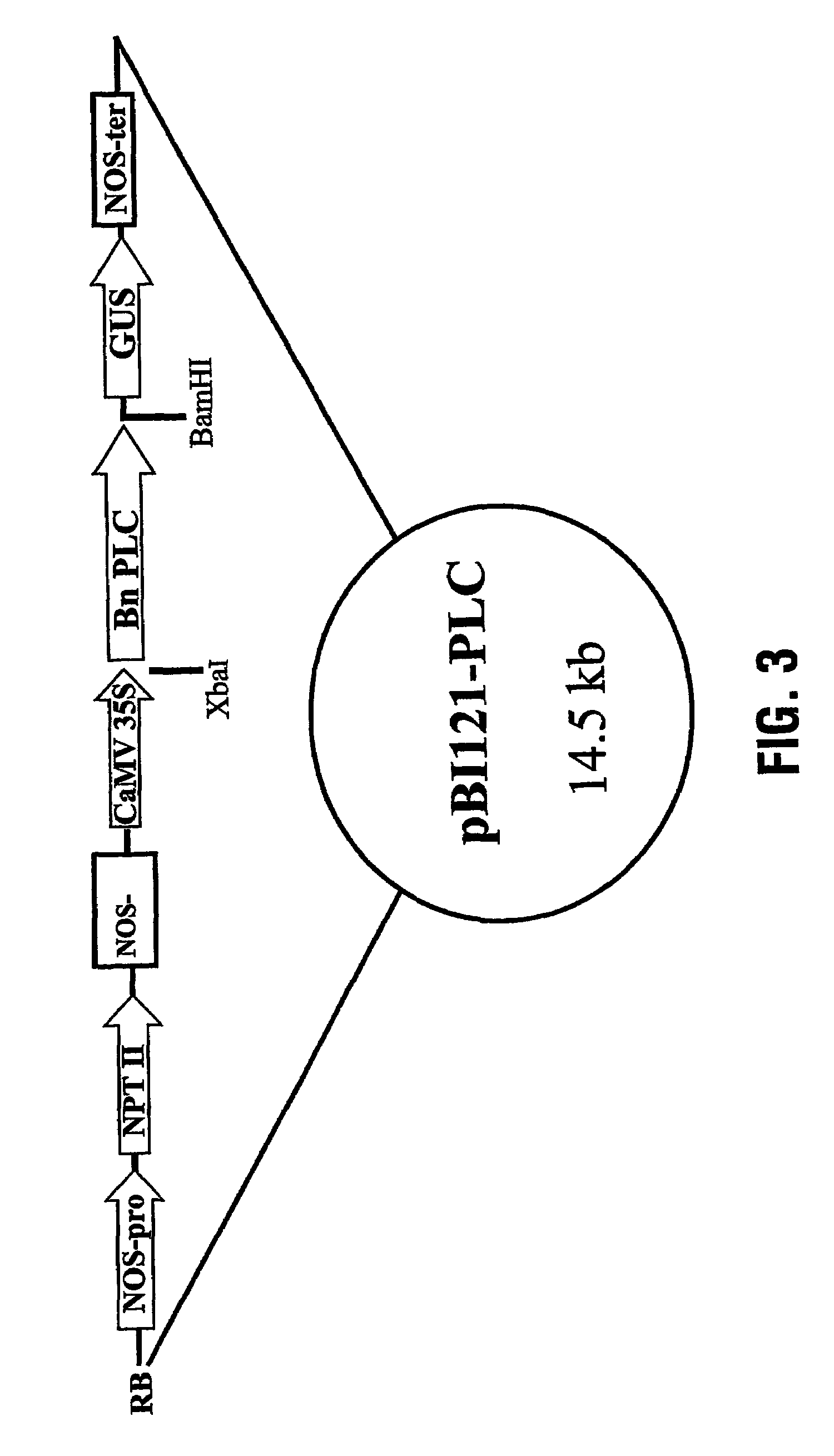 Methods for modifying plant responses to stress and correspondingly derived plants