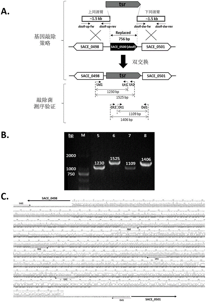 Method for synthesizing secondary metabolites of saccharopolyspora erythraea by controlling gene dasR and application of gene dasR