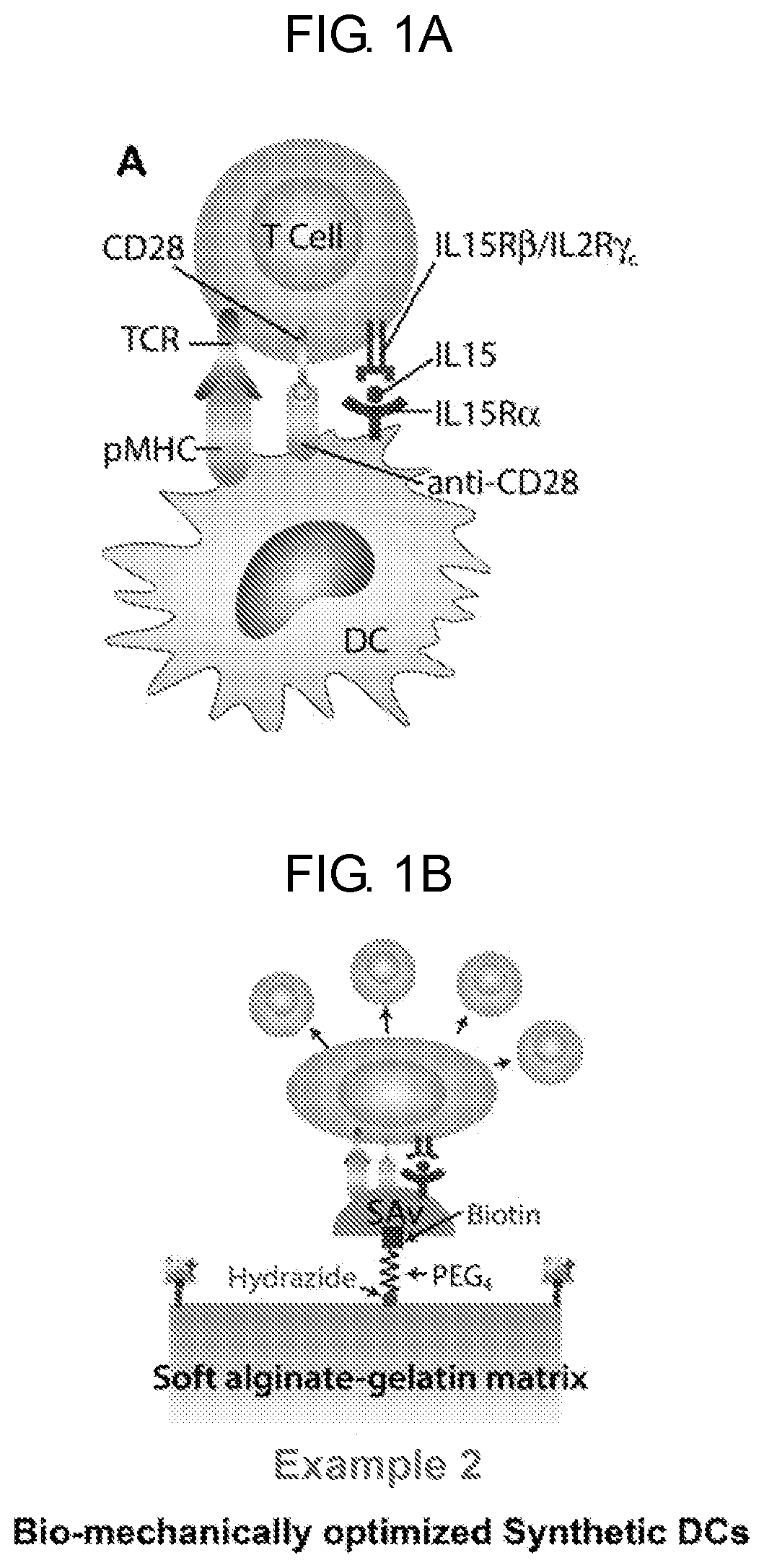 Methods and compositions for t cell activation
