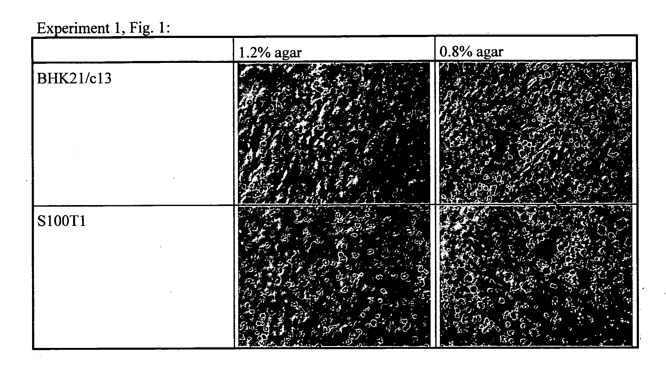 Method for selection of compounds which inhibit clonal cell growth and use thereof