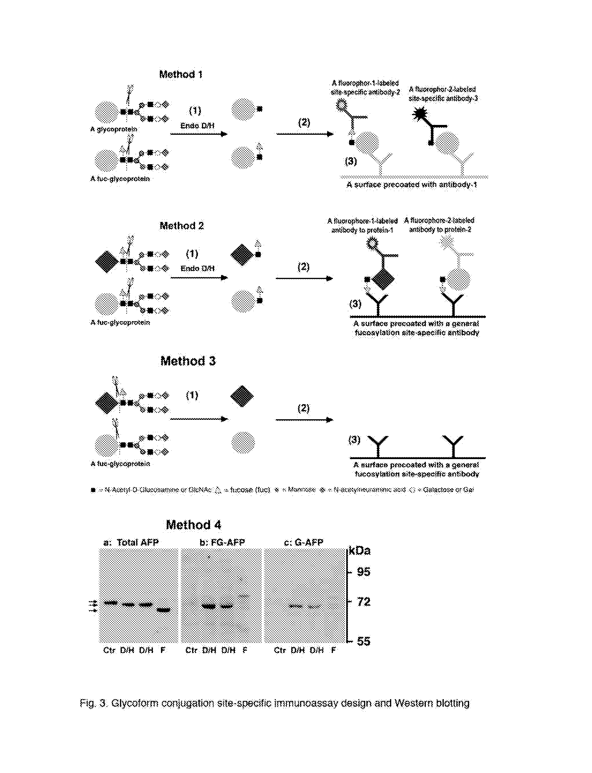 Methods of Detecting Conjugation Site-Specific and Hidden Epitope/Antigen