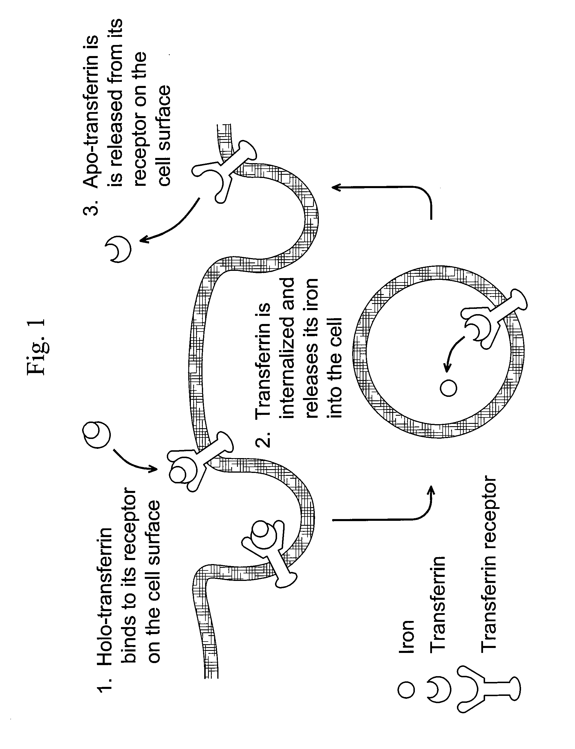 Cancer drug delivery using modified transferrin