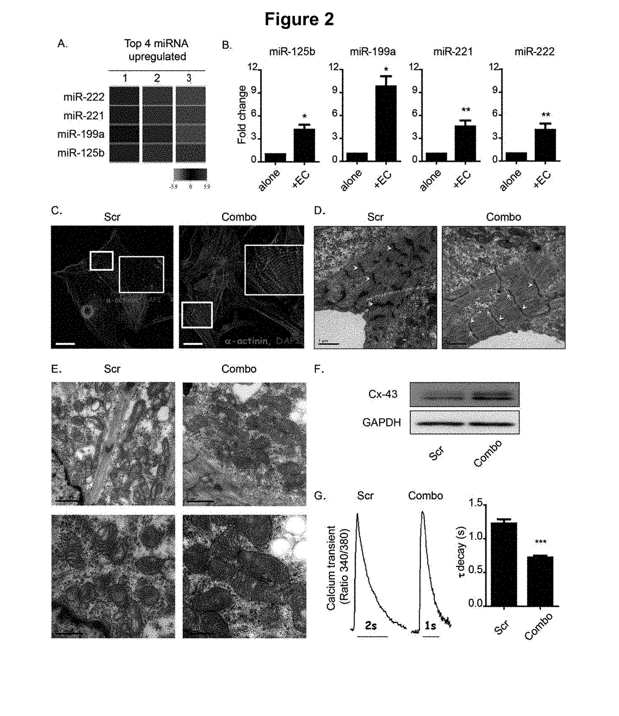 Methods for enhancing maturation of cardiomyocytes