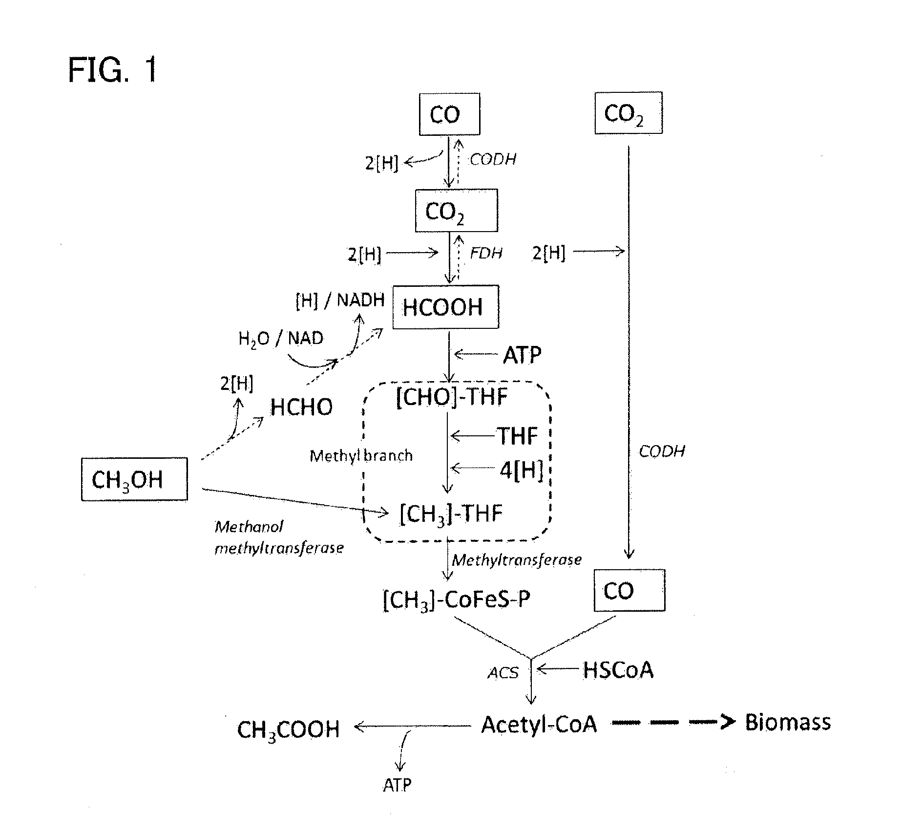 Recombinant cell, and method for producing isoprene