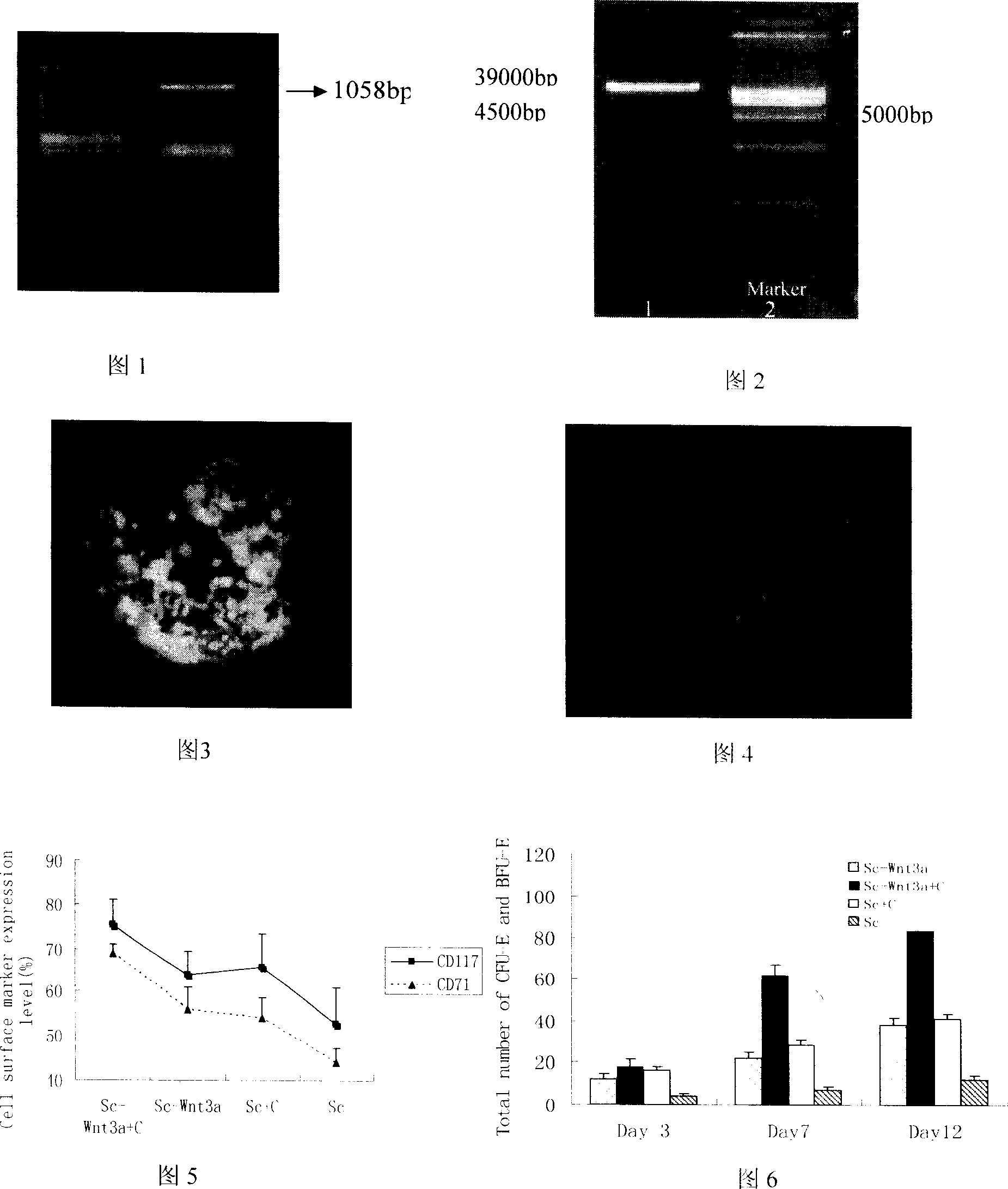 Induced differentiation of hemopoietic stem/progenitor cell into erythroid progenitor cells