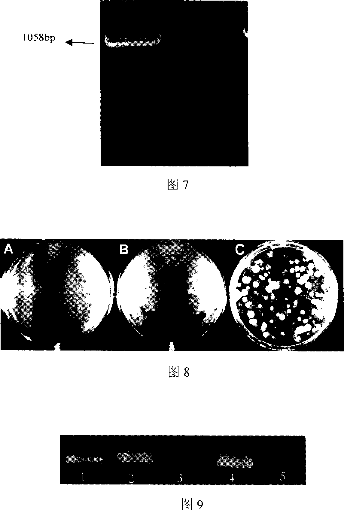 Induced differentiation of hemopoietic stem/progenitor cell into erythroid progenitor cells