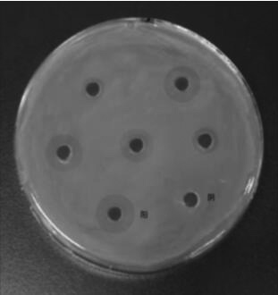 Antibacterial and antiviral porcine hemoglobin beta chain C-terminal fragment, bacillus subtilis expressing fragment, preparation and application