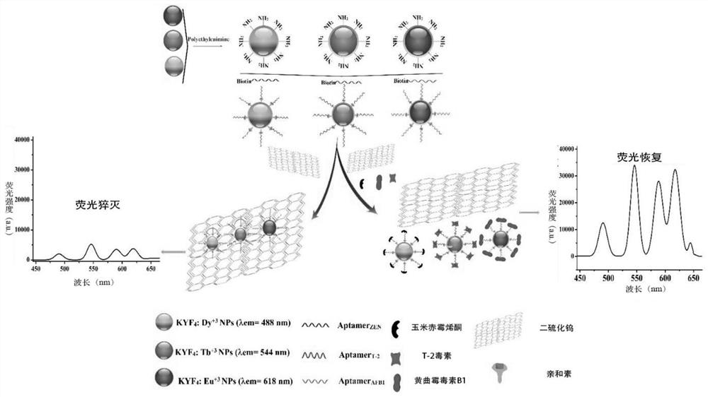 Method for simultaneously detecting three mycotoxins based on time-resolved fluorescence labeling-aptamer recognition