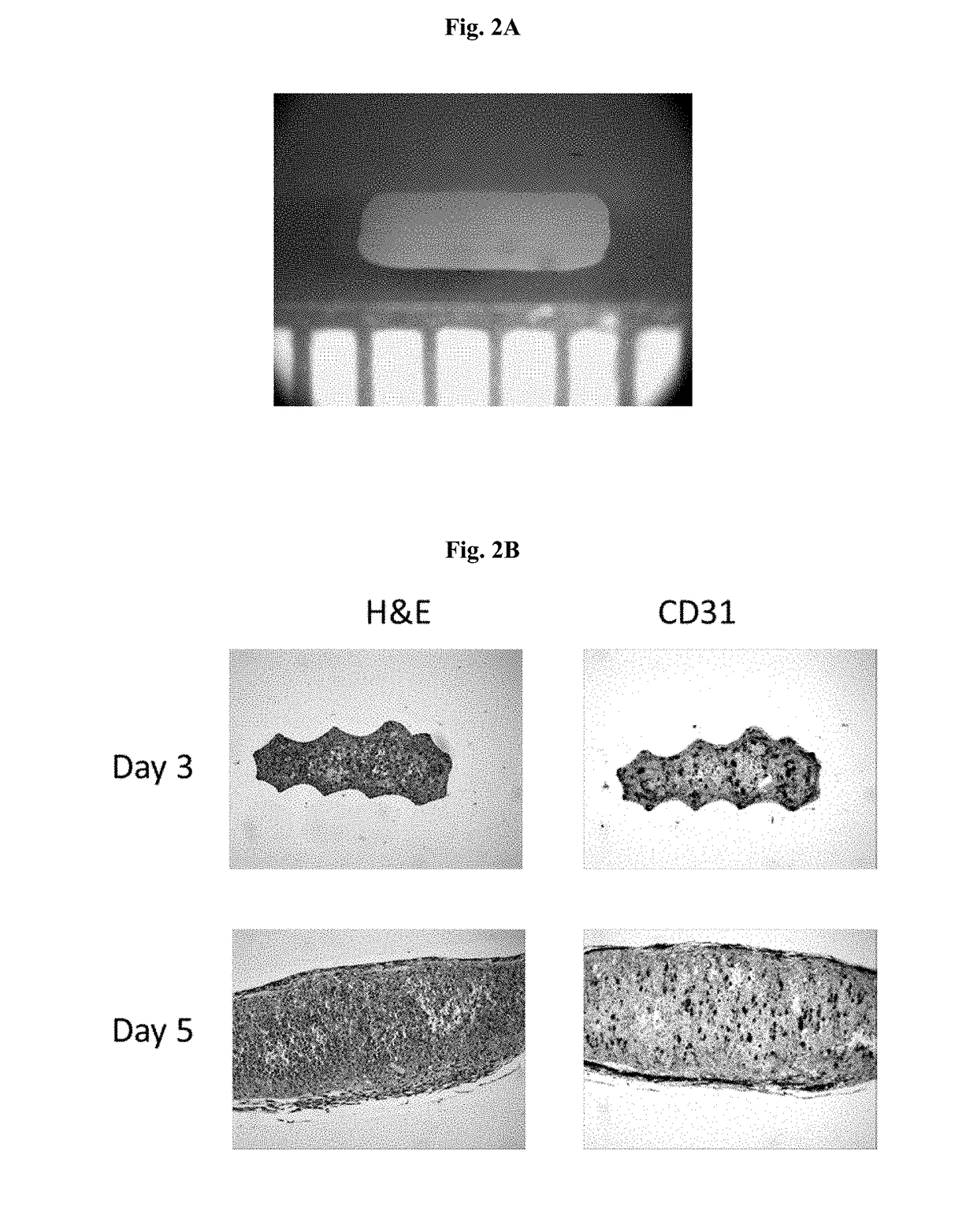 Engineered Tissues for in vitro Research Uses, Arrays Thereof, and Methods of Making the Same