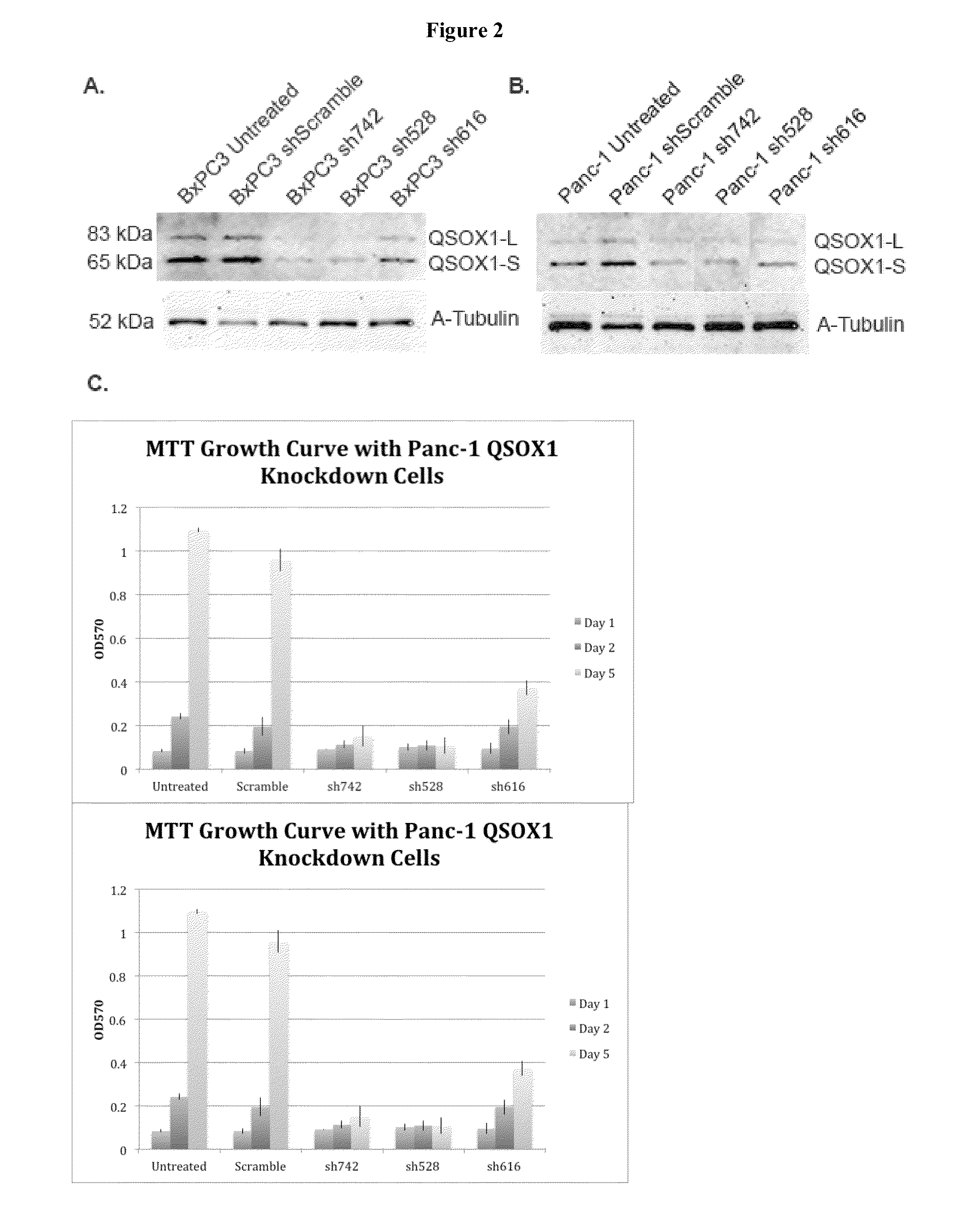 QSOX1 as an anti-neoplastic drug target