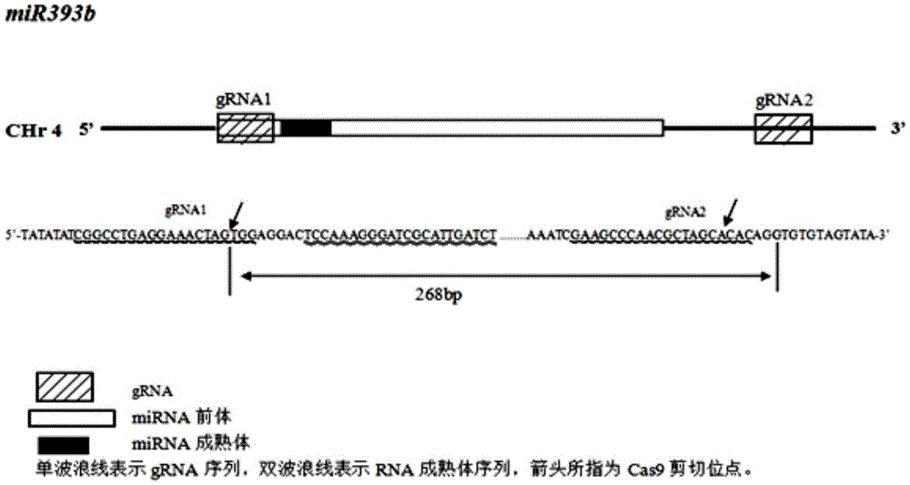 Gene editing method for knocking out rice MIRNA393b stem-loop sequences with application of CRISPR(clustered regulatory interspersed short palindromic repeat)-Cas9 system