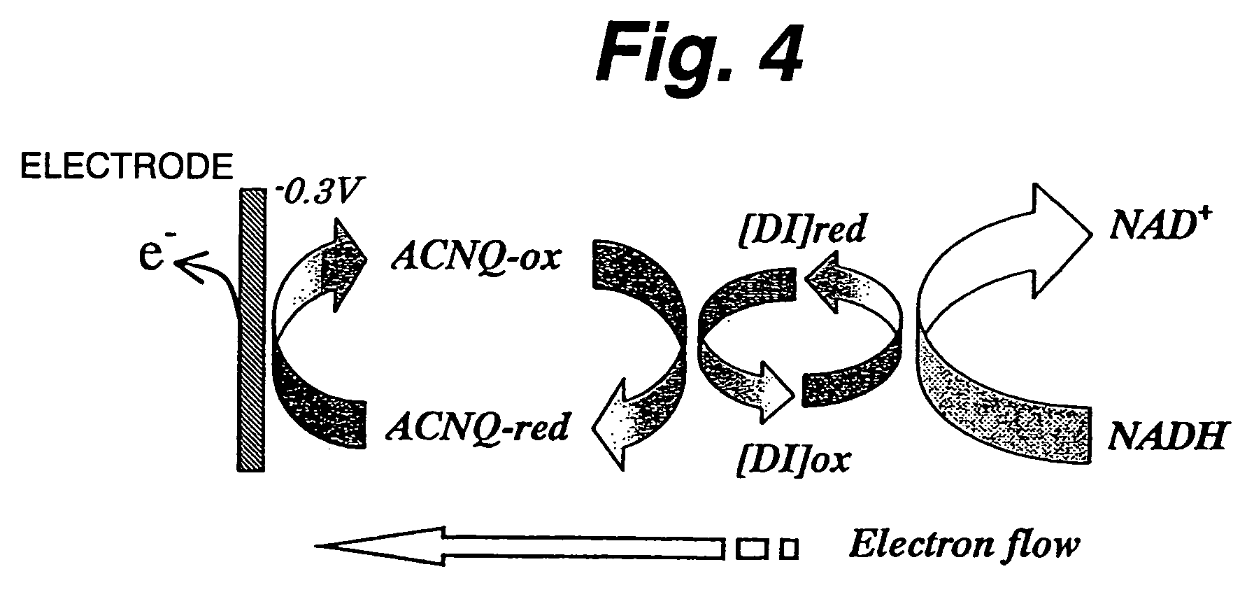 Immobilization support, process for producing the same, electrode, process for producing the same, electrode reaction utilizing apparatus and process for producing the same