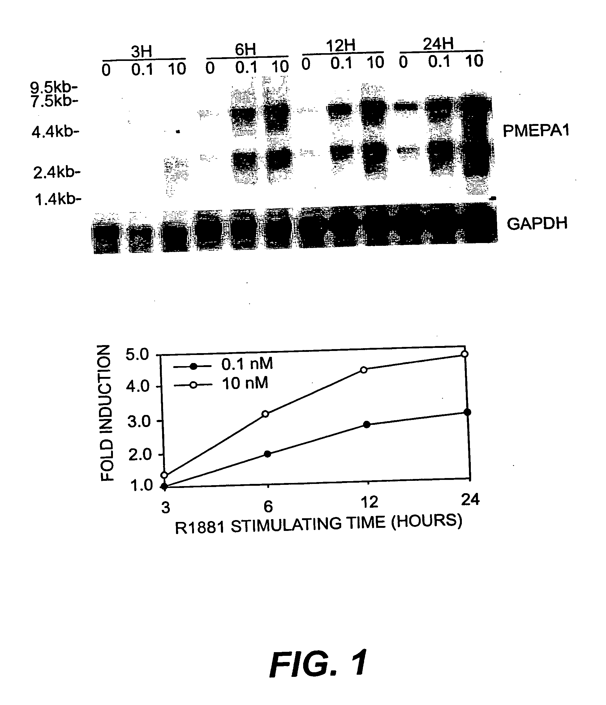 Androgen-regulated PMEPA1 gene and polypeptides