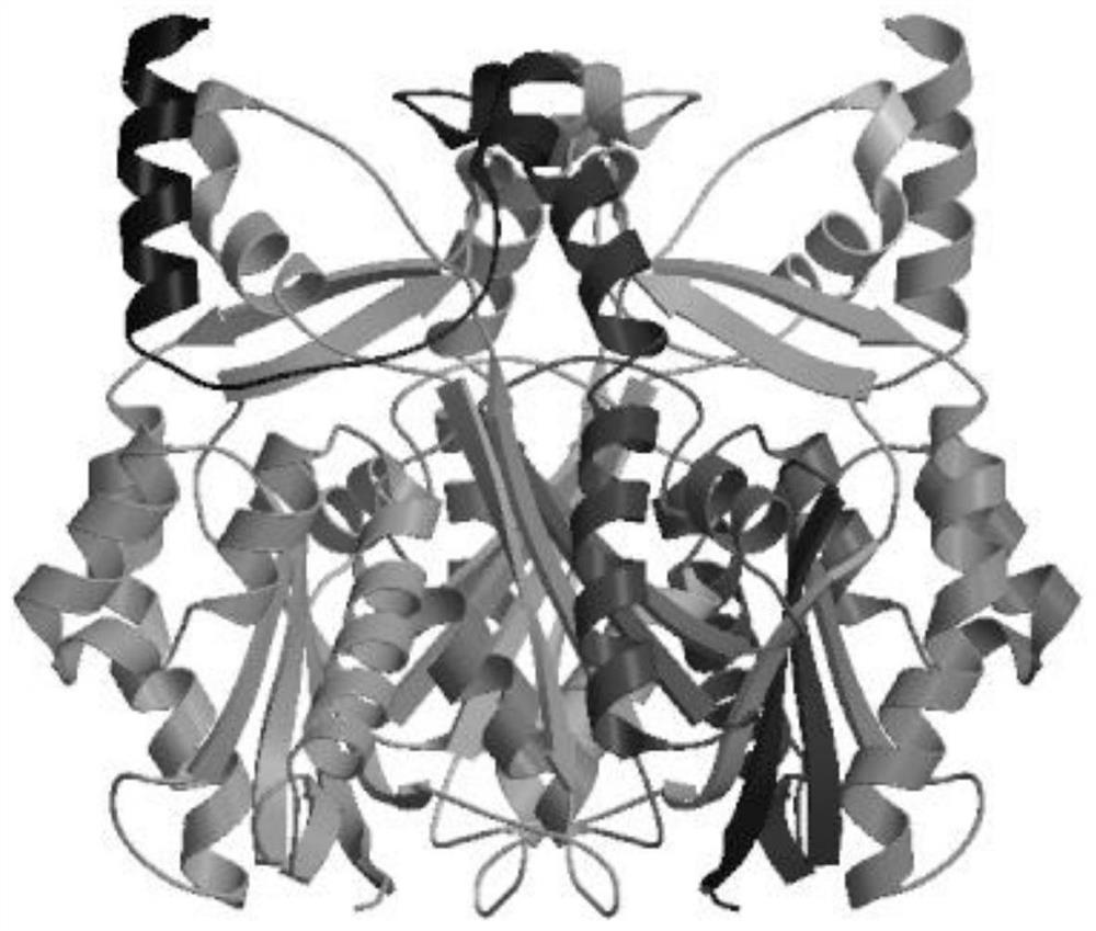 Resveratrol synthase gene RS derived from tetrastigma hemsleyanum diels et gilg and application thereof