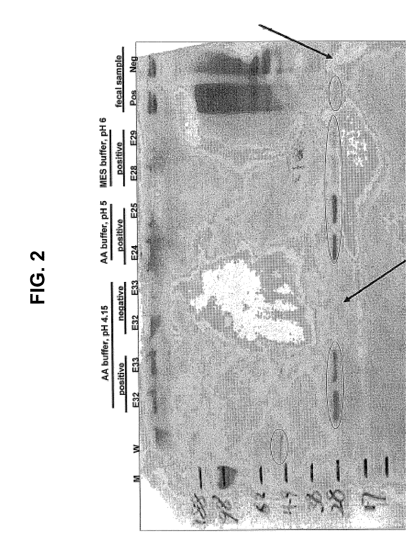 Compositions, devices, kits and methods for detecting hookworm