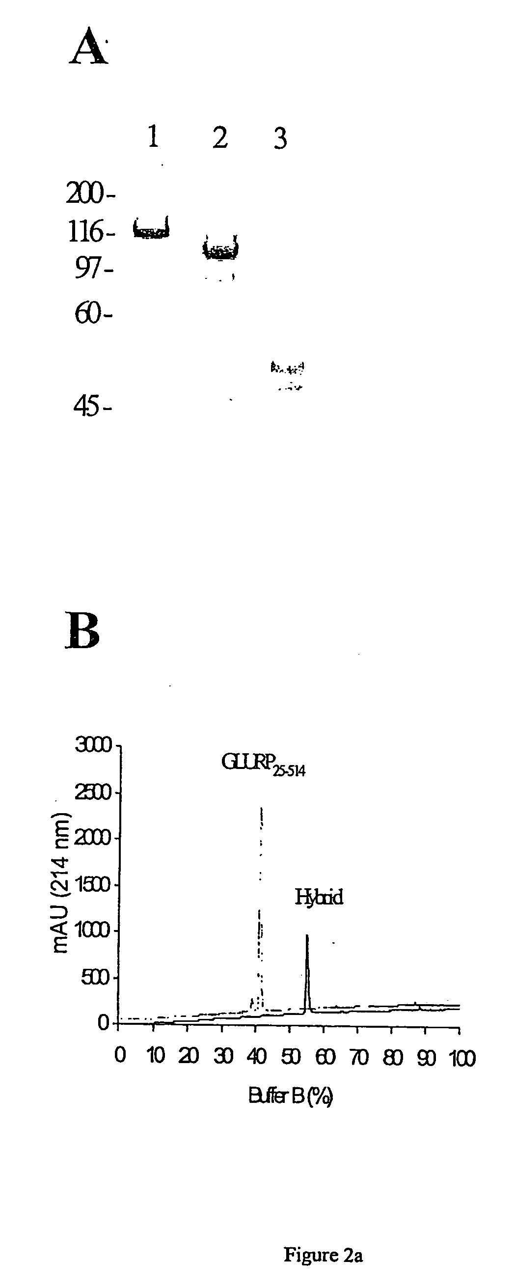 Malaria vaccine