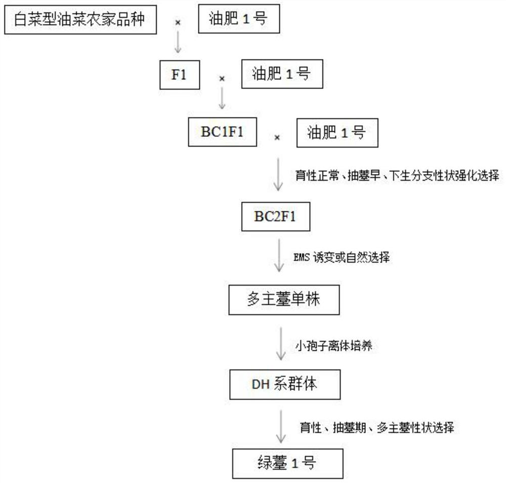 Breeding method of a multi-main shoot clustered rapeseed variety